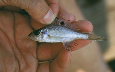 Trematocara unimaculatum 'Chituta Bay'